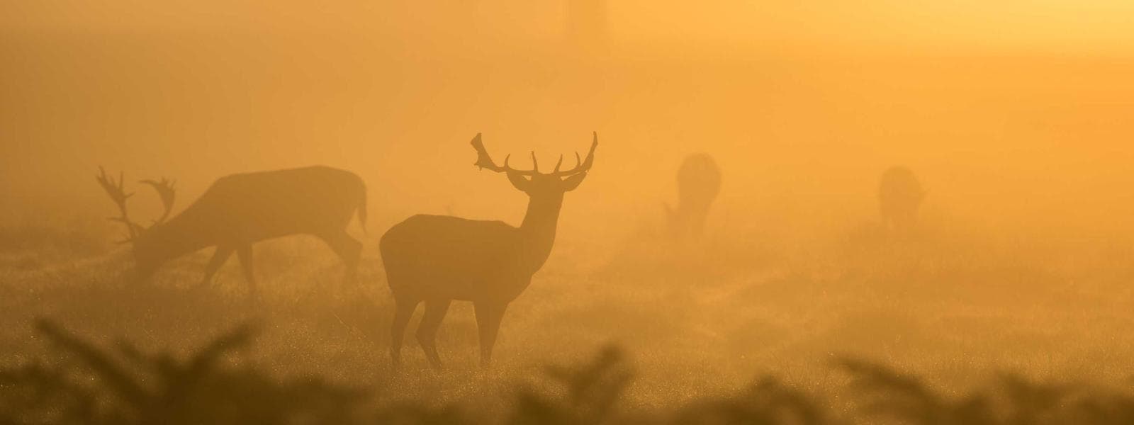 Electronics collection
